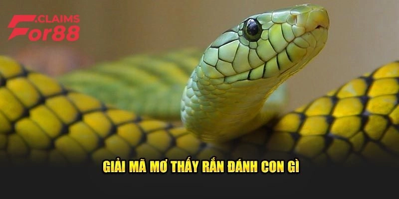 Chiêm bao thấy có rất nhiều rắn xuất hiện trong phòng